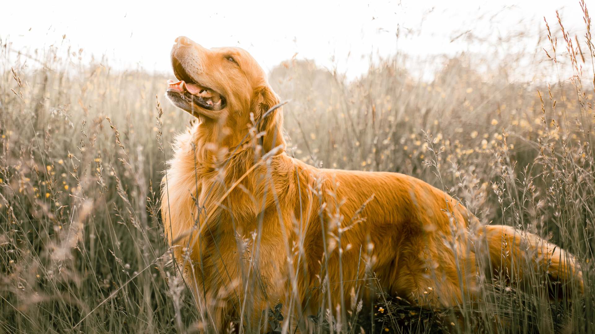 Image chien