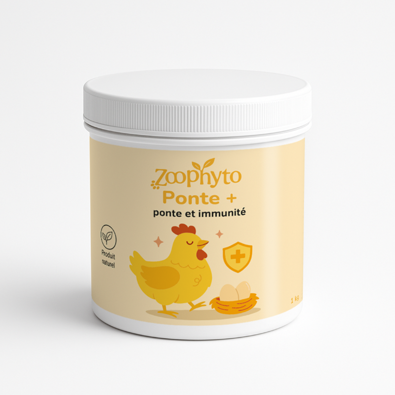 Ponte + poule