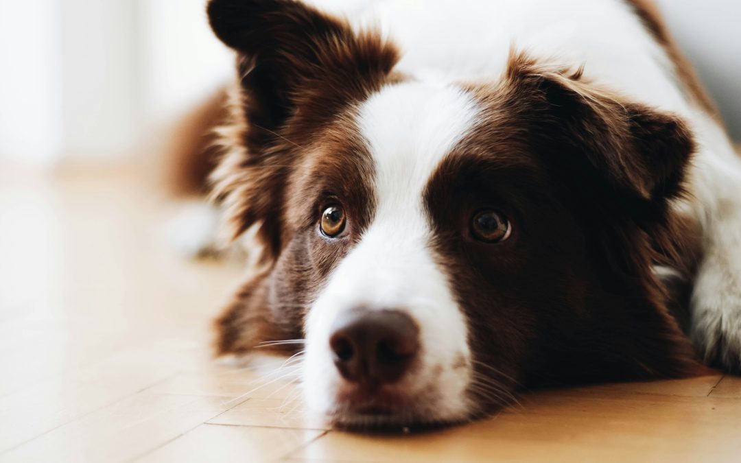 Anxiété et stress chez le chien : comprendre et agir naturellement