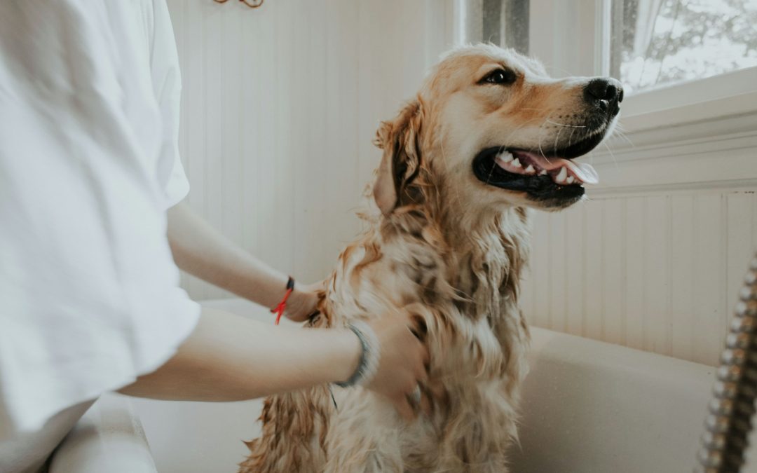 Bien utiliser un shampoing antiparasitaire sans stresser son chien