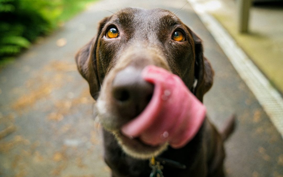 Peau terne, pelage qui tombe : ce que votre chien vous dit