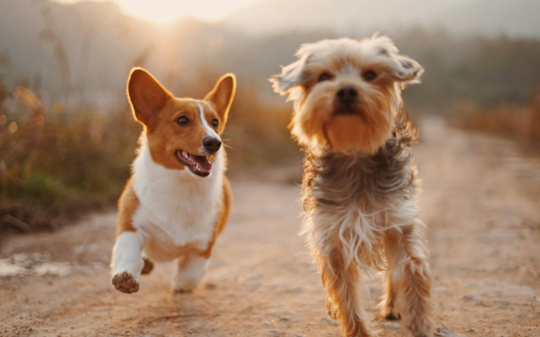 Nettoyer les oreilles de son chien : le guide complet