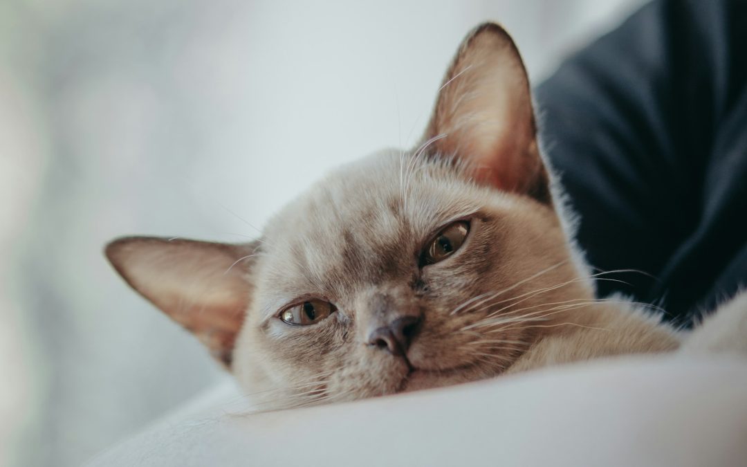 Le chat et le stress : une relation complexe souvent sous-estimée