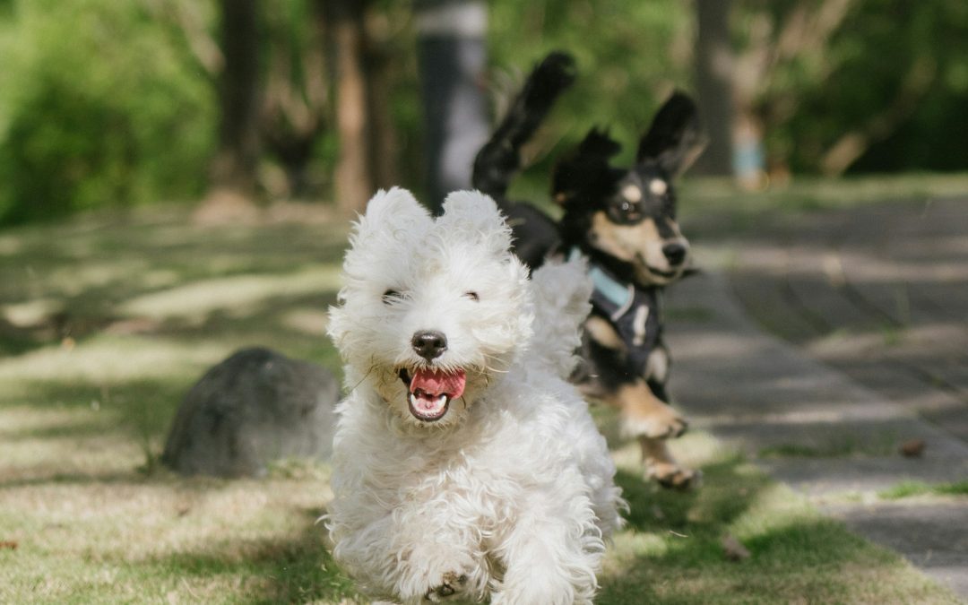 Articulations du chien : prévenir plutôt que guérir